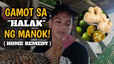 gamot sa halak ng manok tablet|GAMOT SA HALAK NG MANOK! .